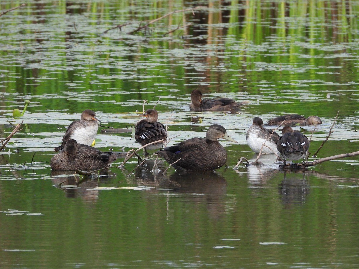 American Black Duck - ML641892893