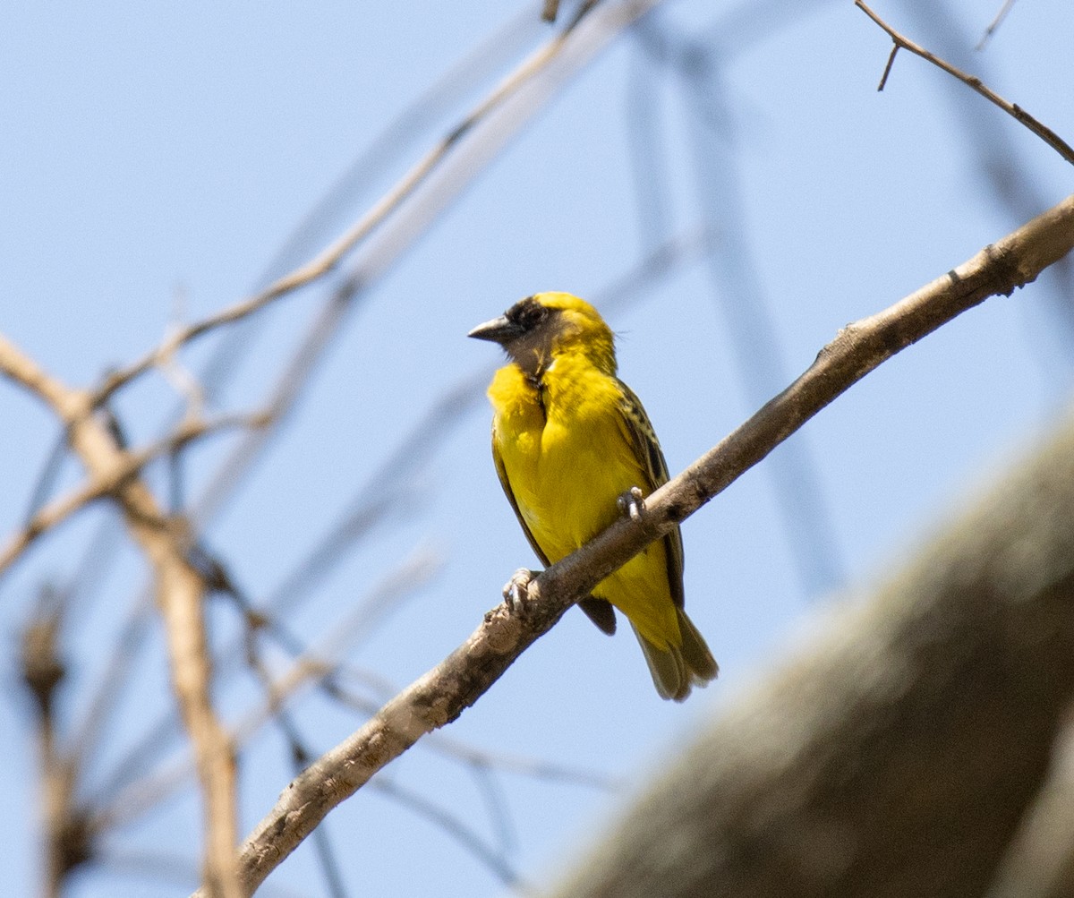 Little Weaver - ML641892914