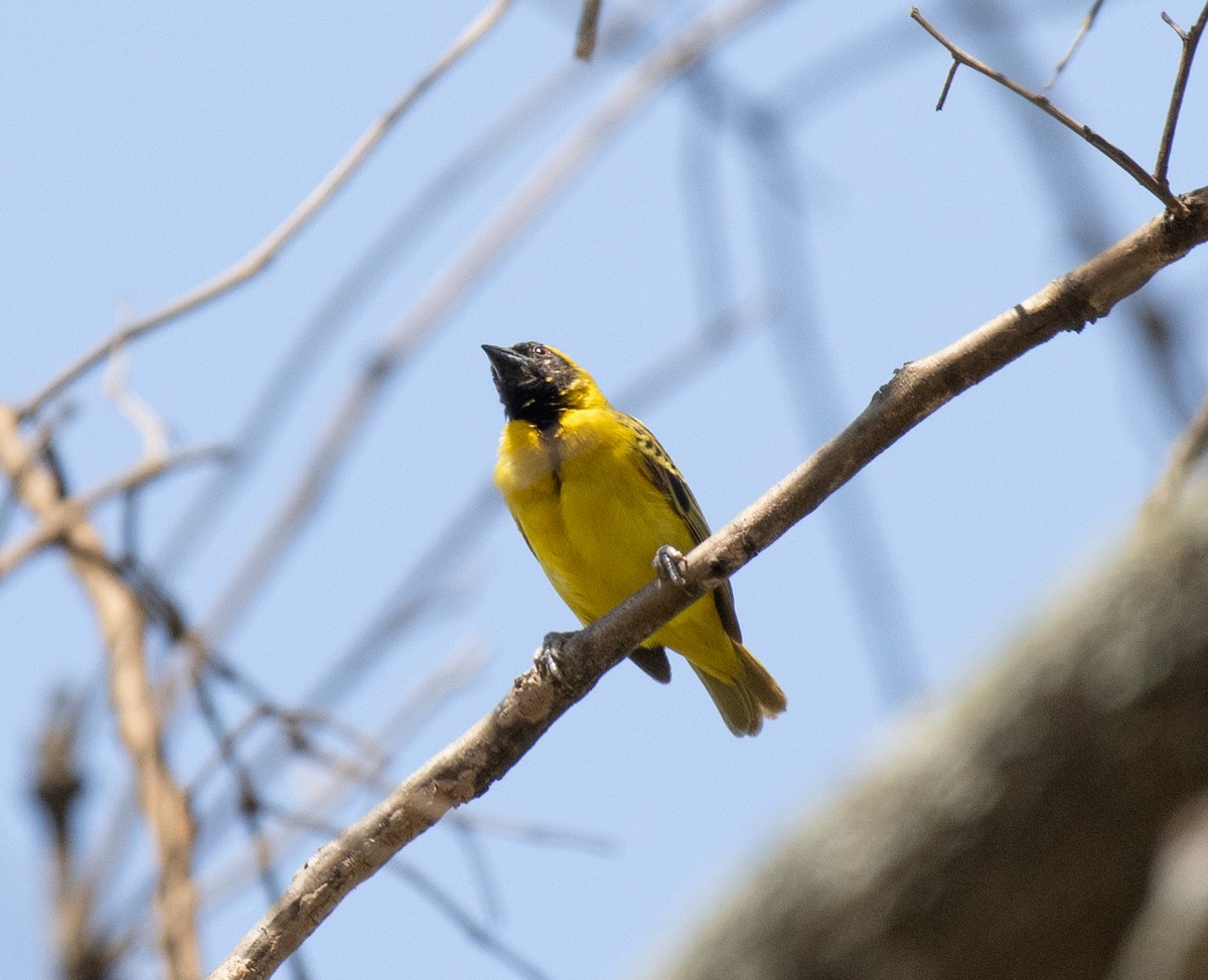 Little Weaver - ML641892918