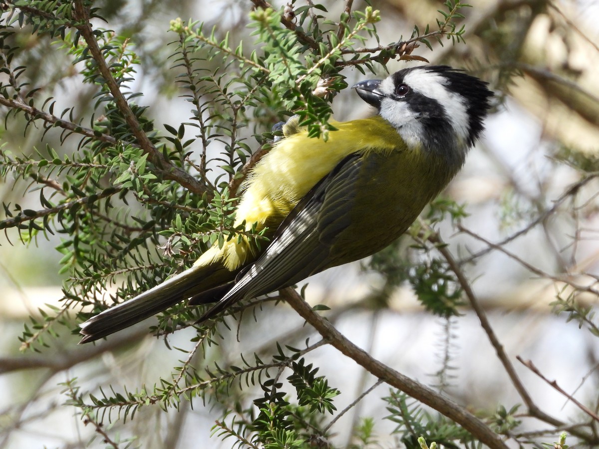 Eastern Shrike-tit - ML641892921
