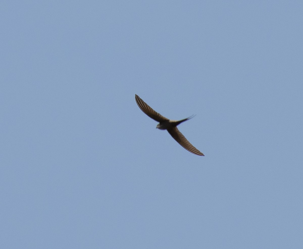 African Palm Swift - ML641892923