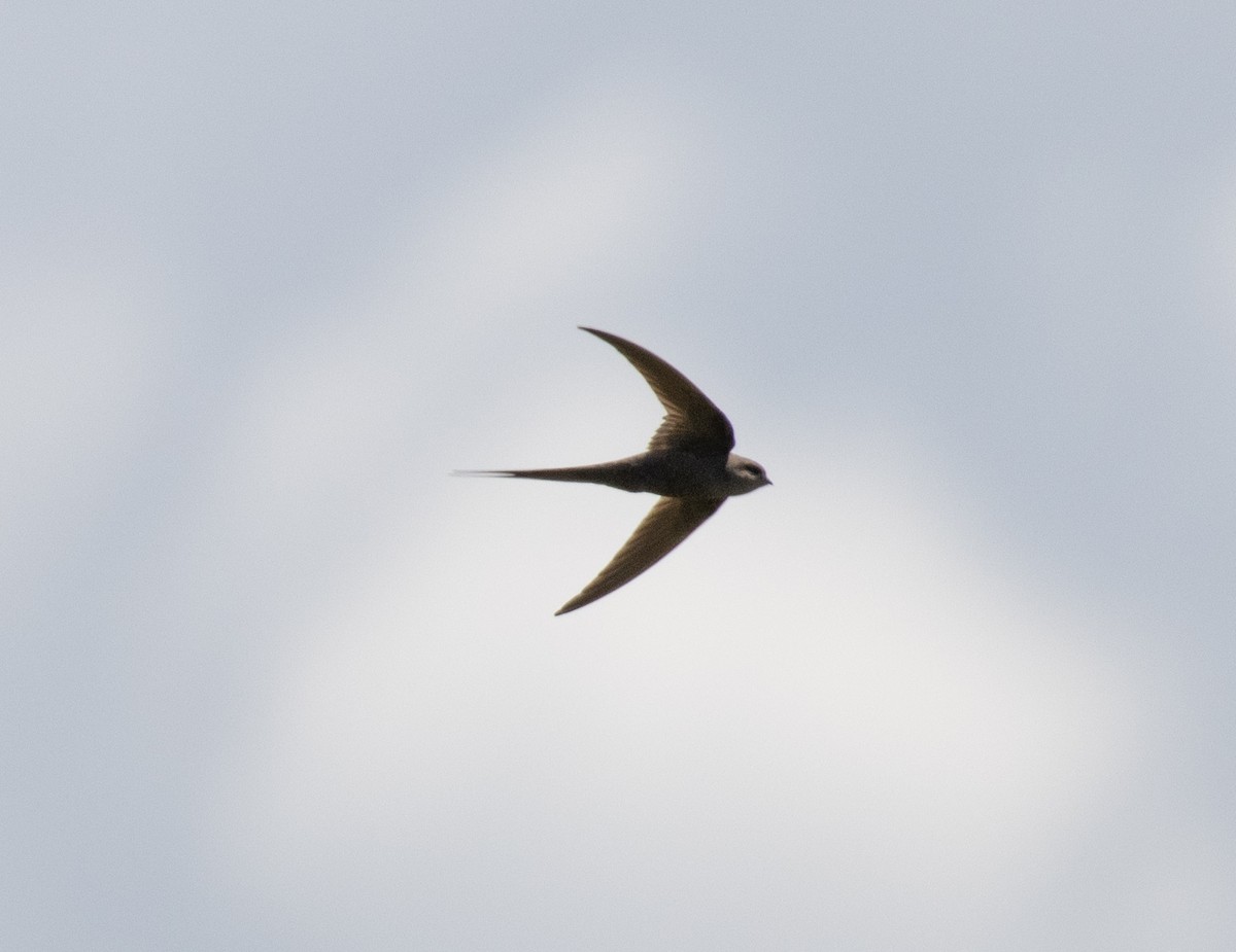 African Palm Swift - ML641892926