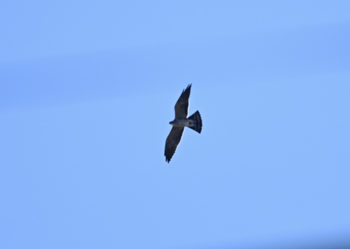 Mississippi Kite - ML641892928