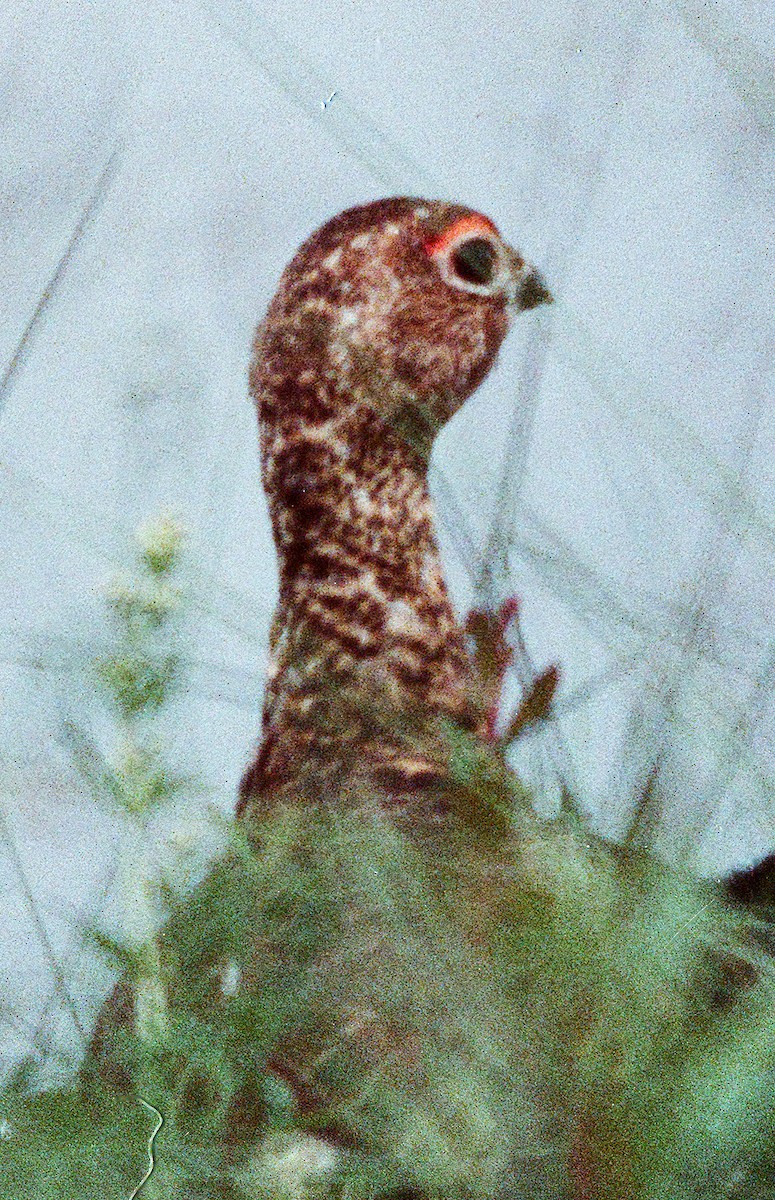 Willow Ptarmigan - ML641892929
