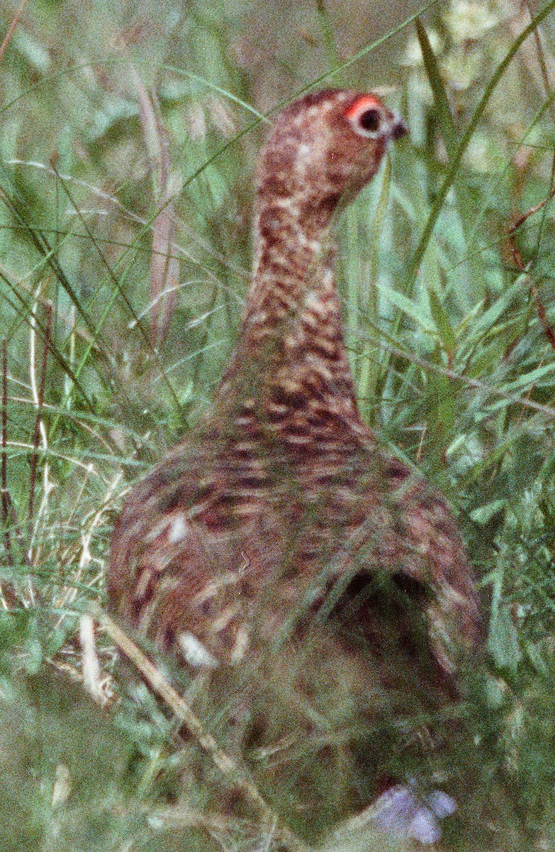 Willow Ptarmigan - ML641892930