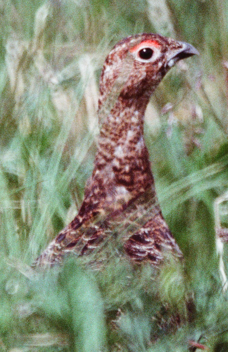Willow Ptarmigan - ML641892931