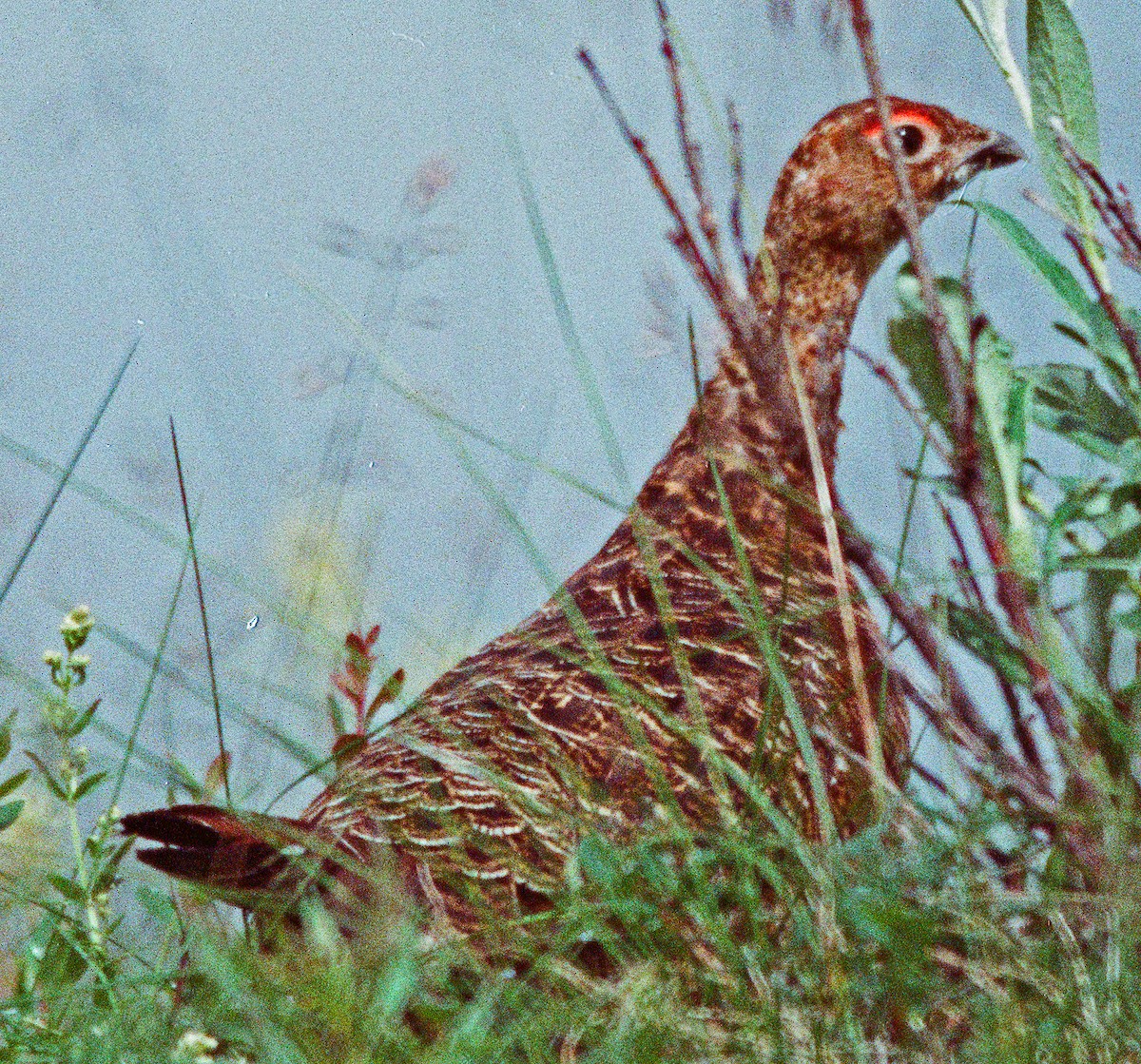 Willow Ptarmigan - ML641892932