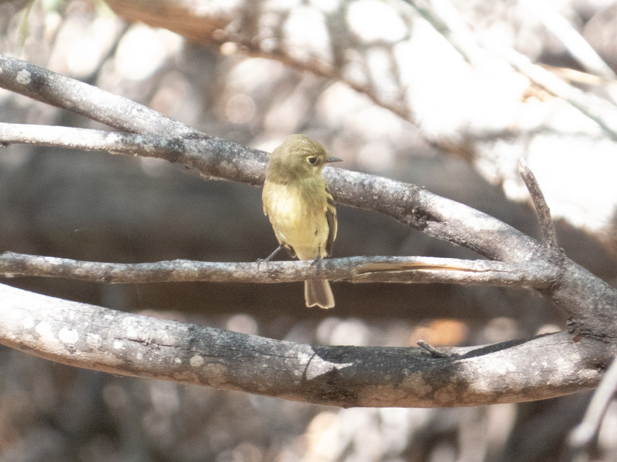 Western Flycatcher - ML641892934