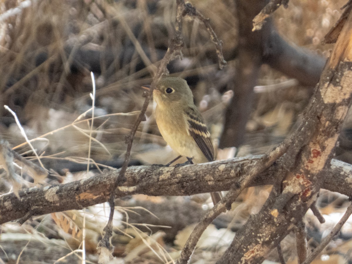 Western Flycatcher - ML641892935