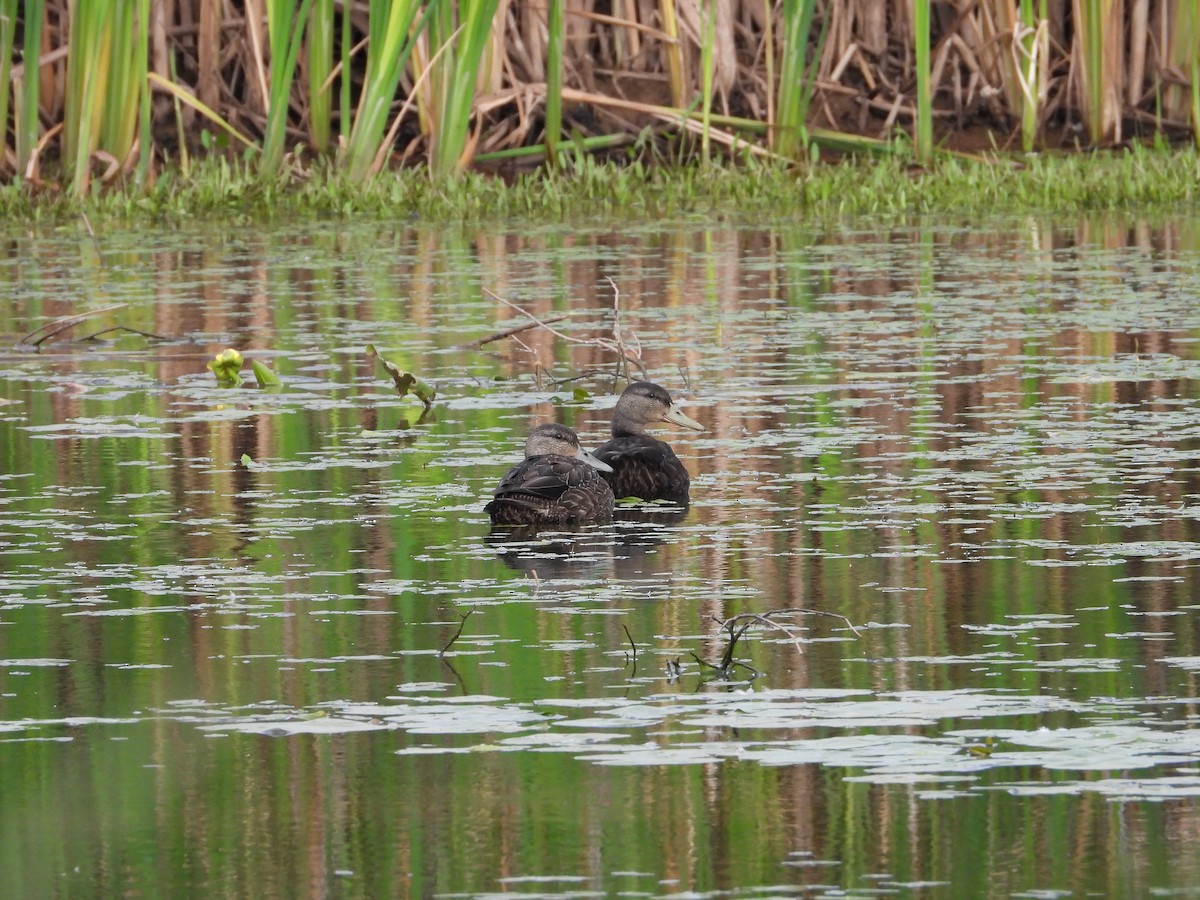 American Black Duck - ML641892944