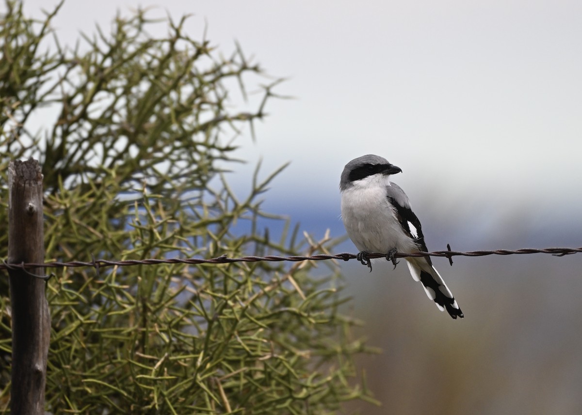 Loggerhead Shrike - ML641892952