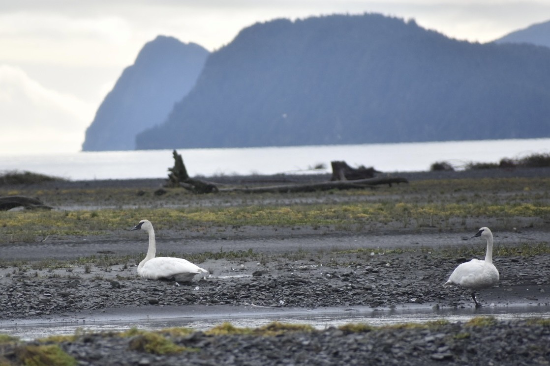 Trumpeter Swan - ML641892954