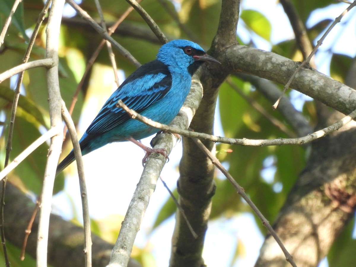 Blue Dacnis - ML641892962