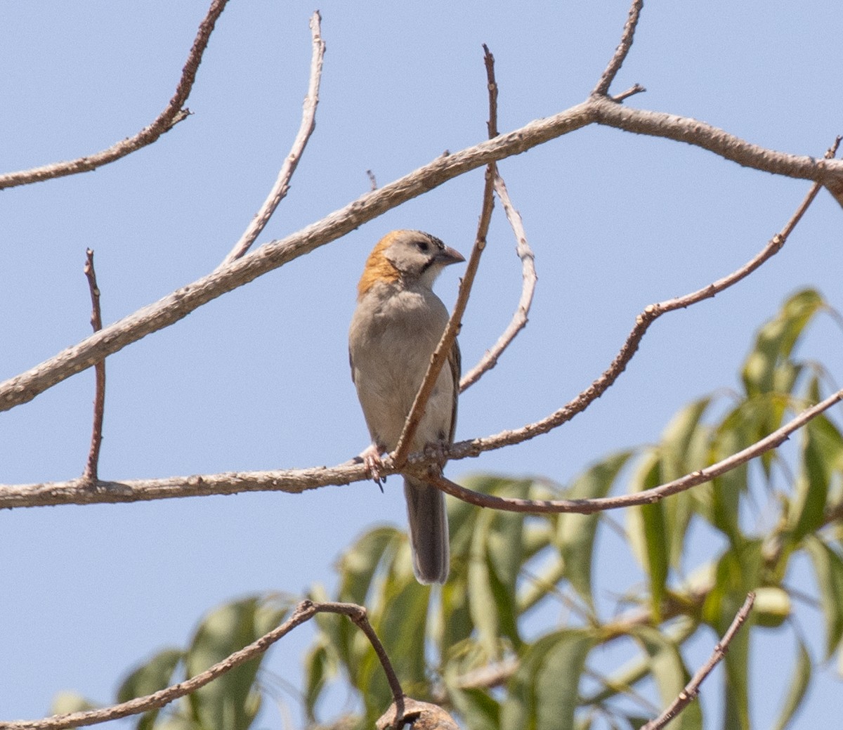 Speckle-fronted Weaver - ML641892978