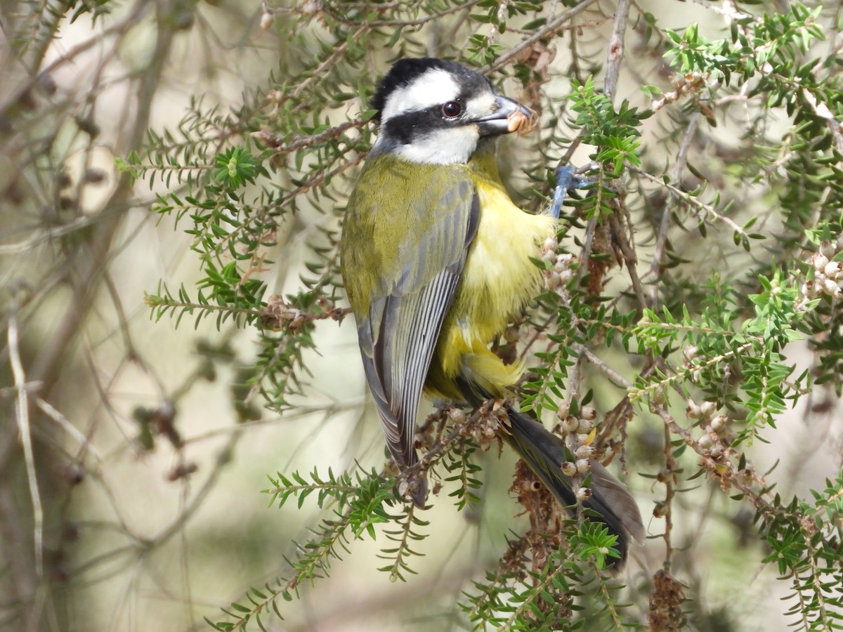 Eastern Shrike-tit - ML641892980