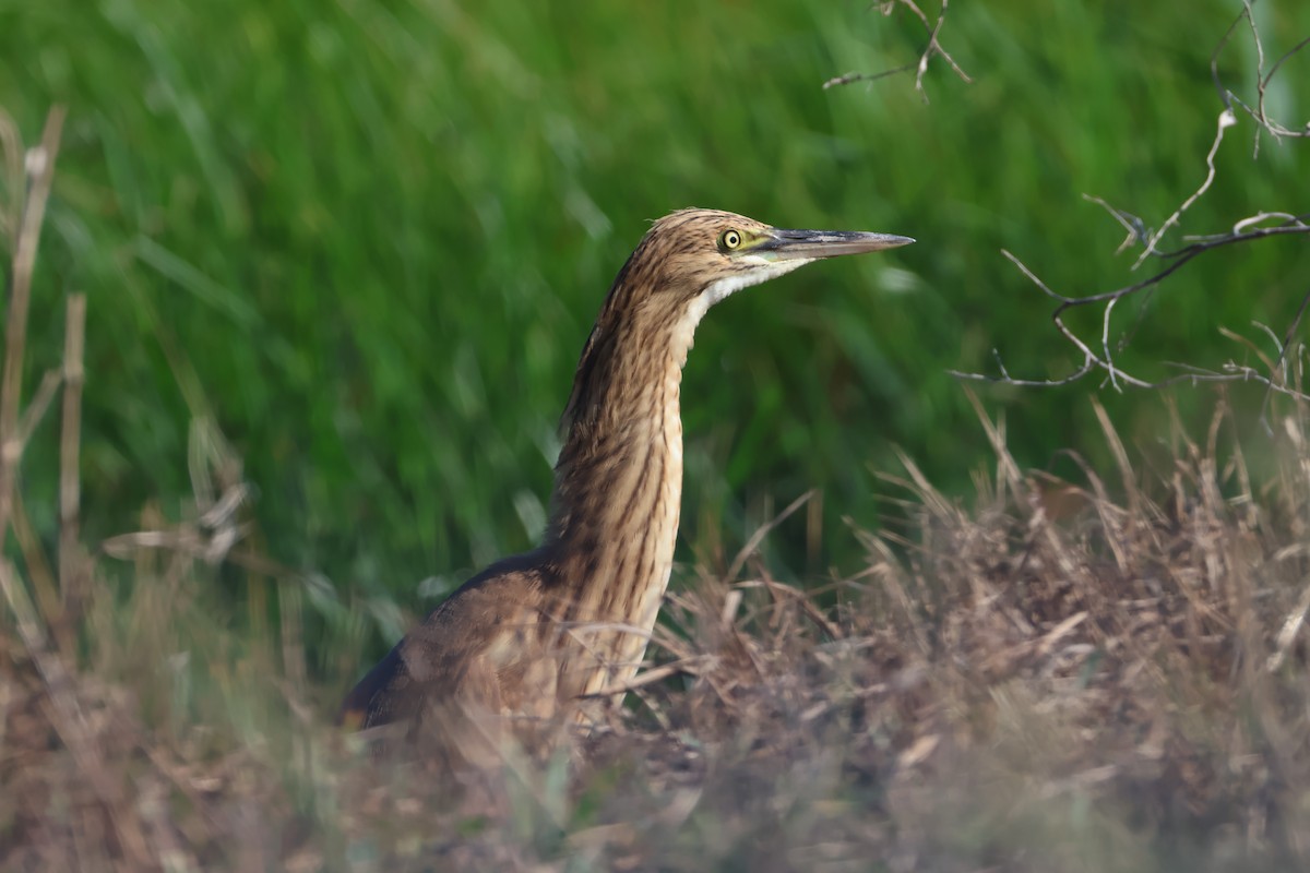 Squacco Heron - ML641892984
