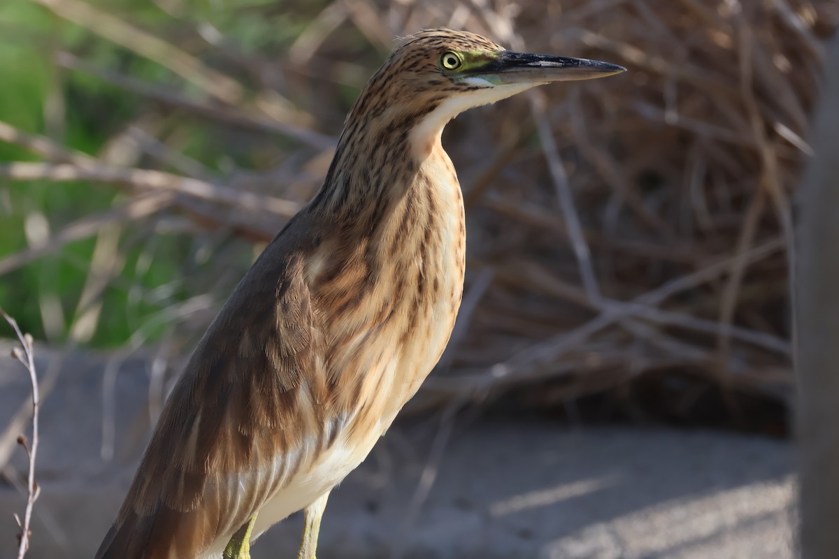 Squacco Heron - ML641892985