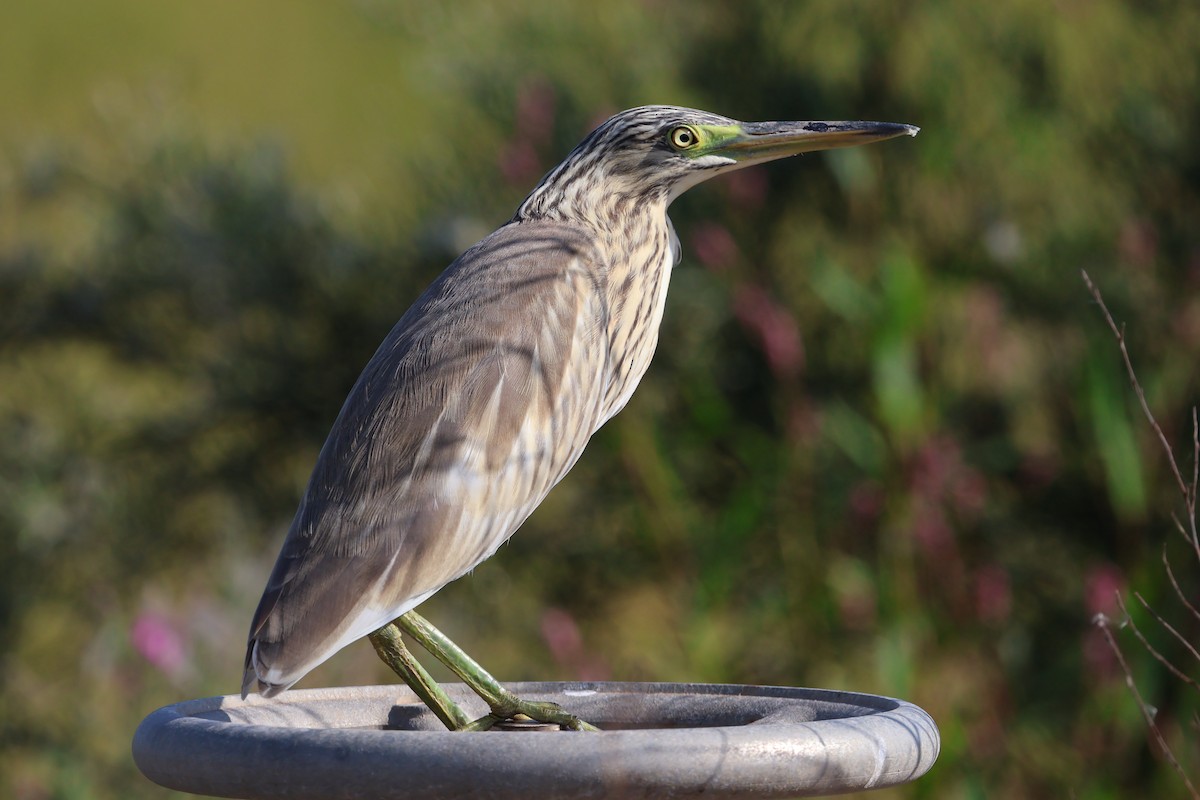 Squacco Heron - ML641892987