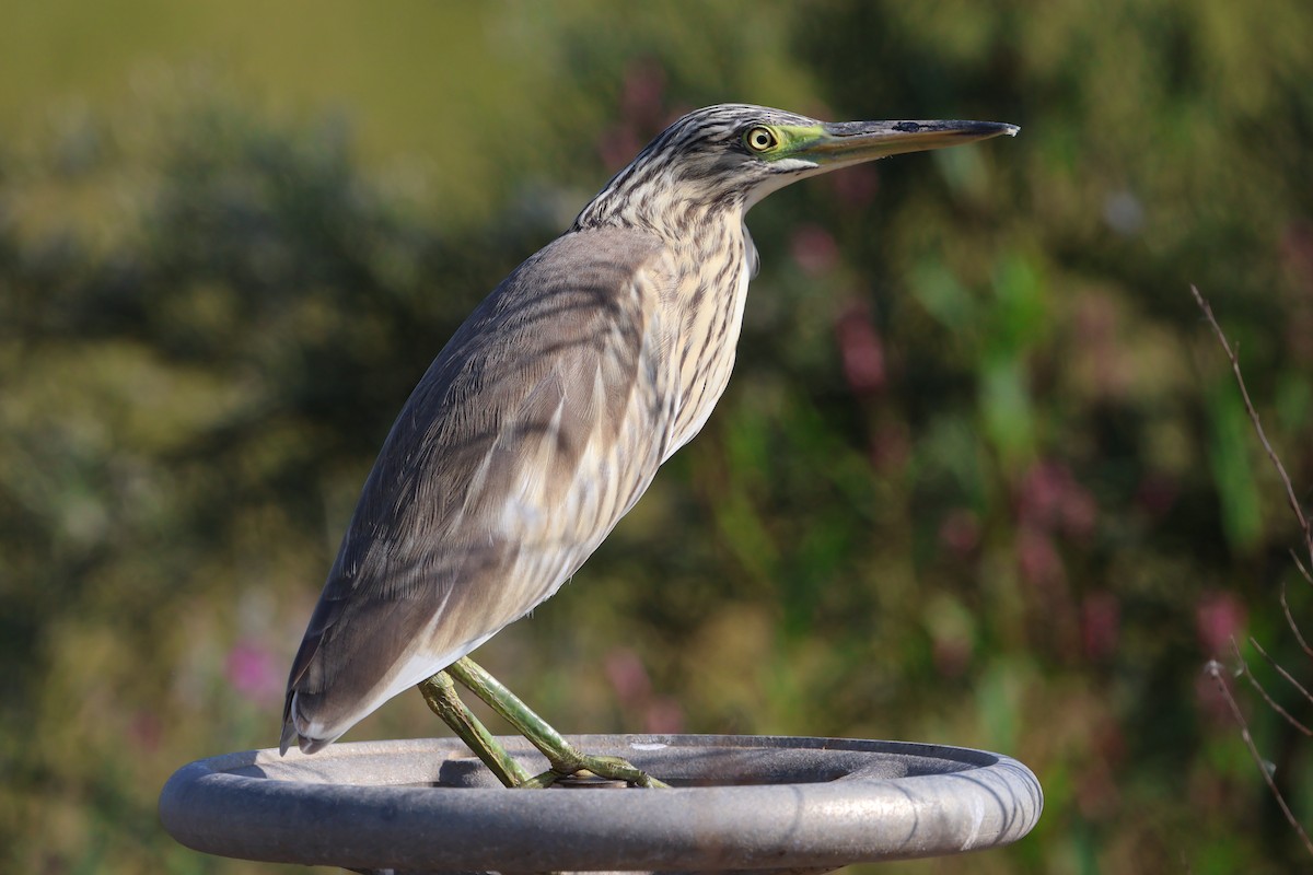 Squacco Heron - ML641892988