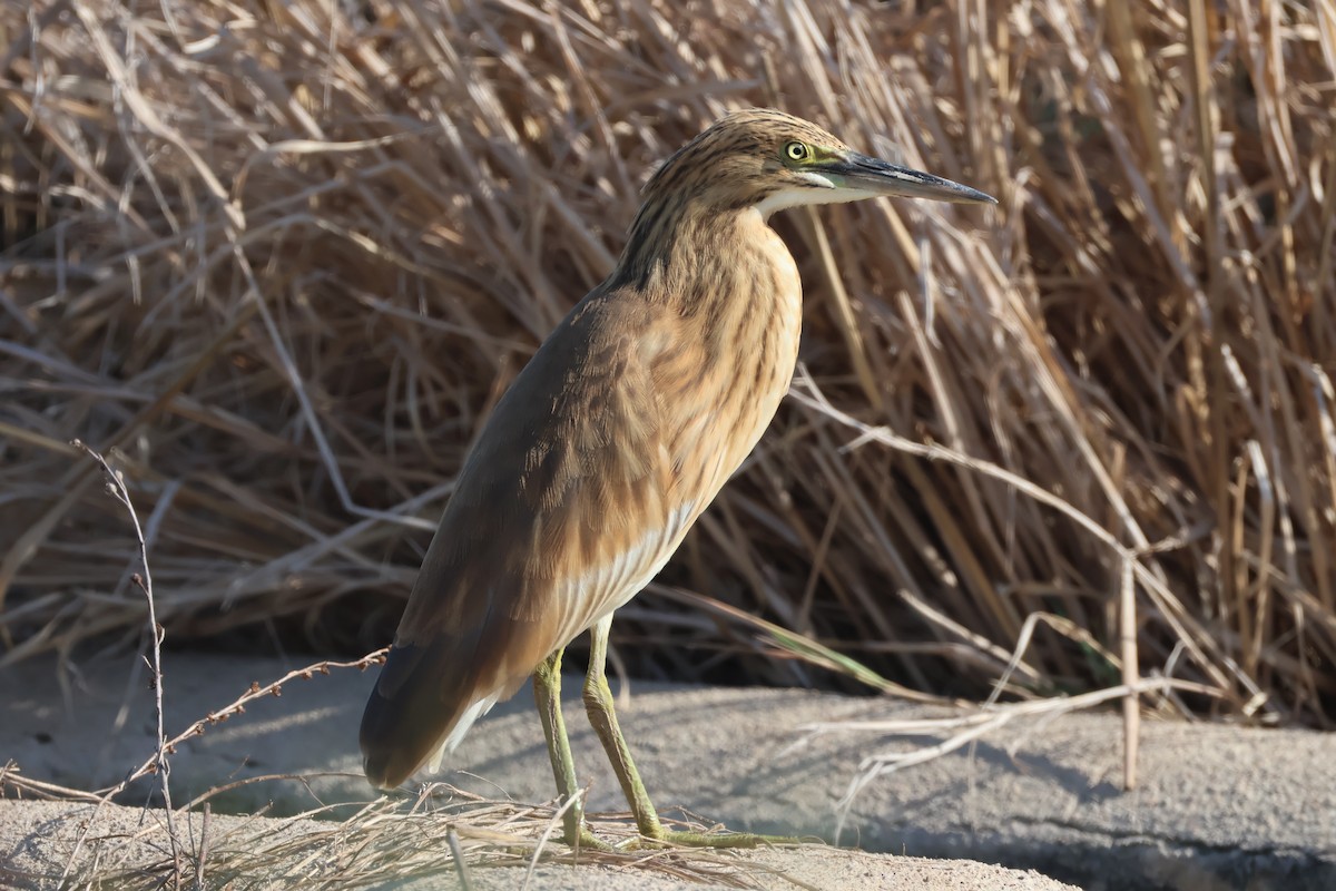 Squacco Heron - ML641892989
