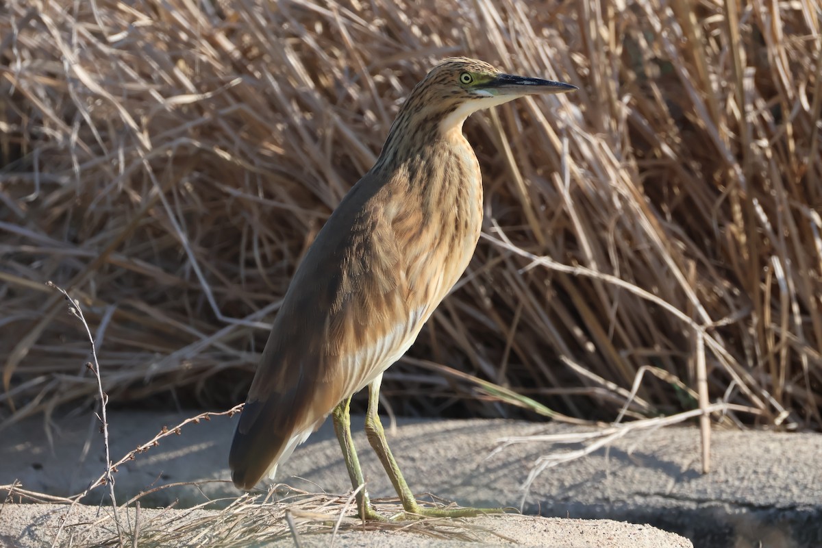 Squacco Heron - ML641892990