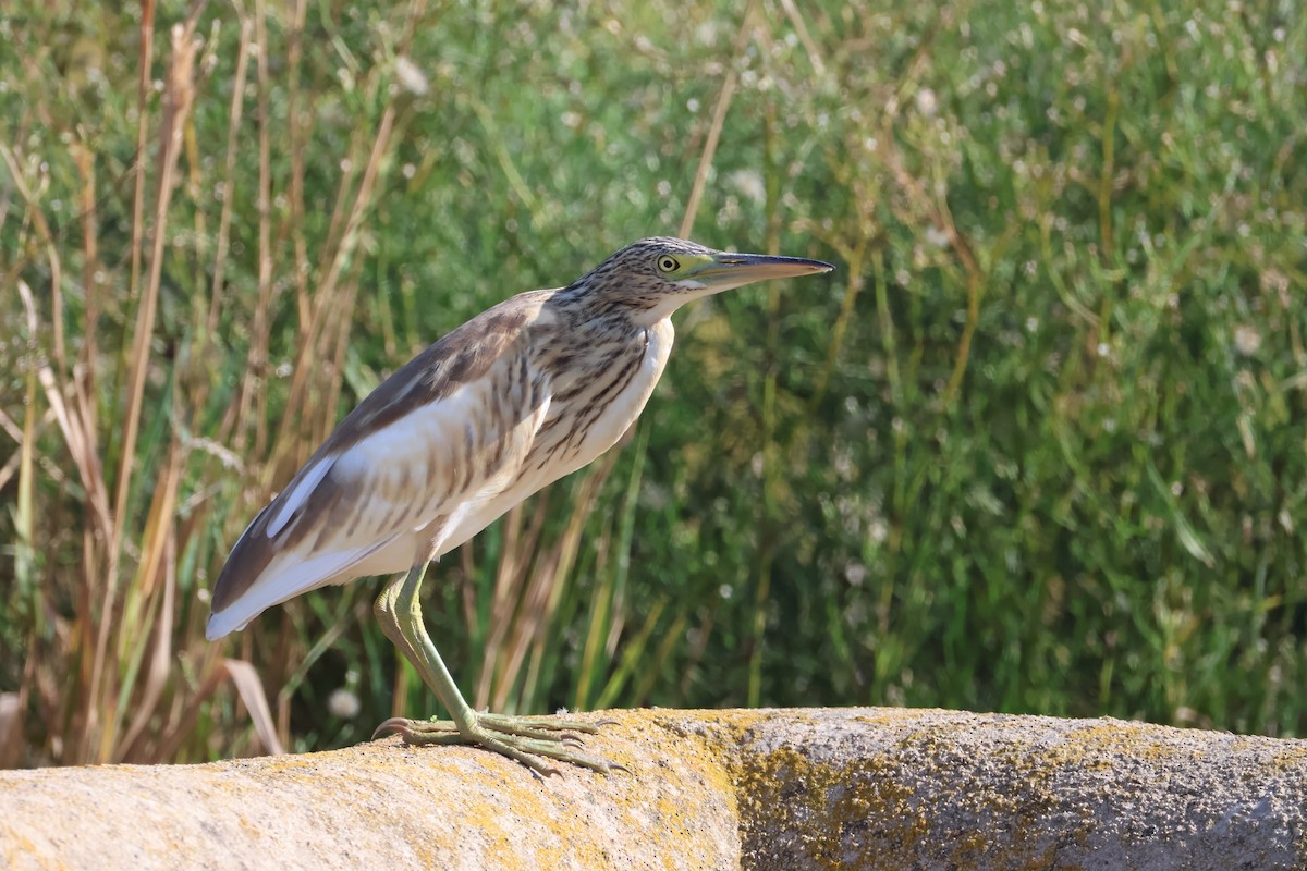Squacco Heron - ML641892991