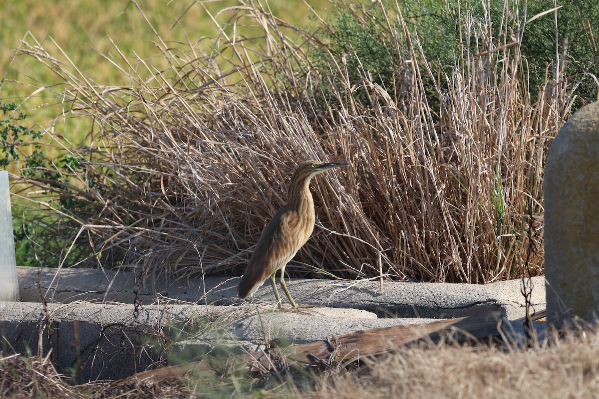 Squacco Heron - ML641892992