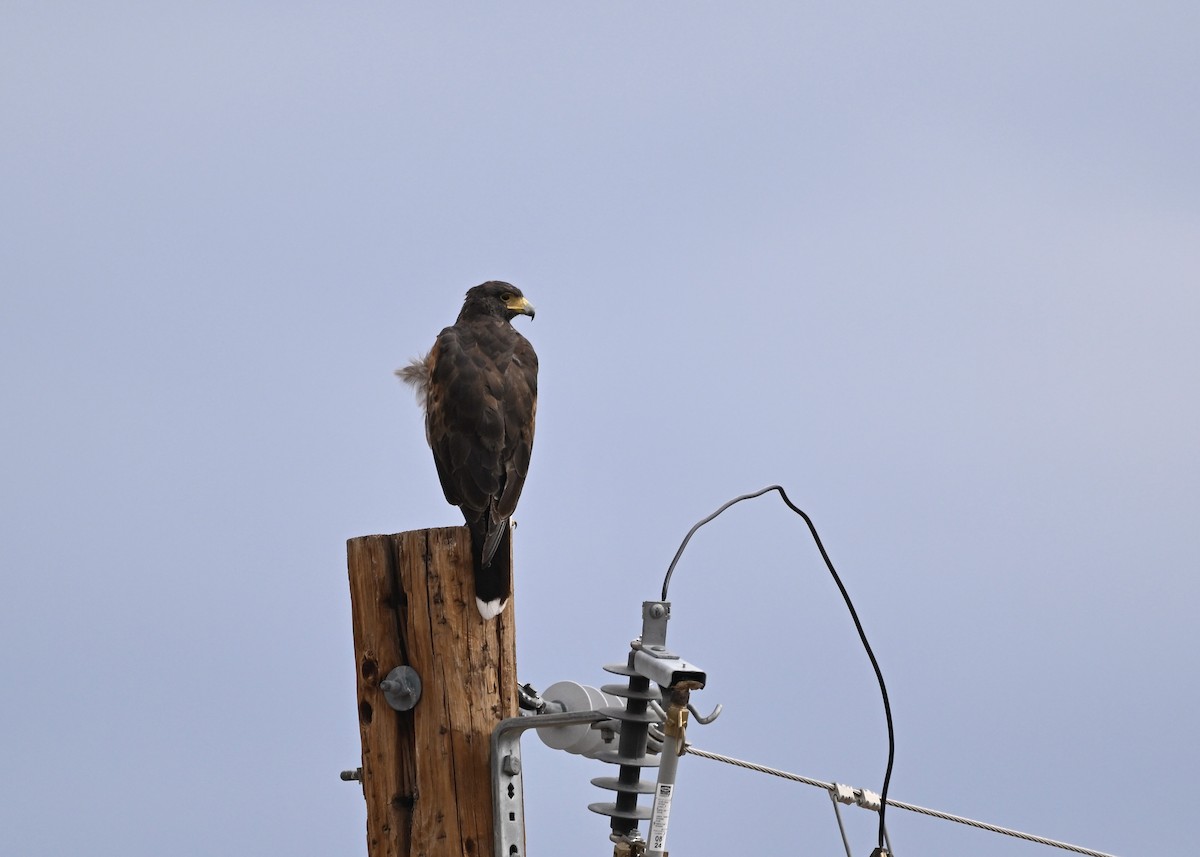 Harris's Hawk - ML641892998