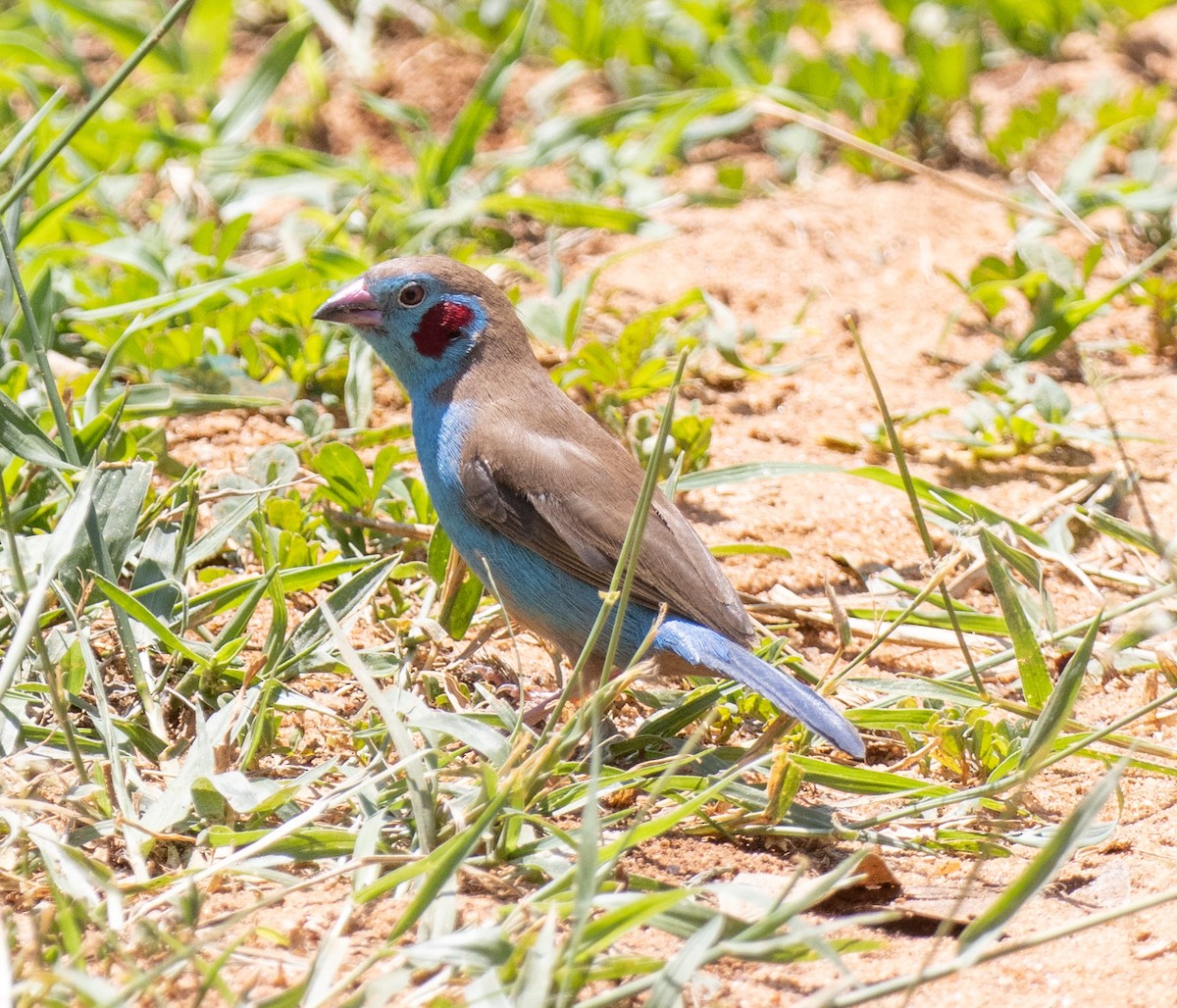 Red-cheeked Cordonbleu - ML641893007