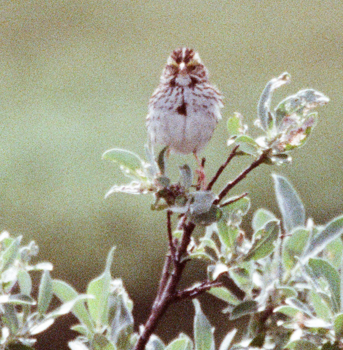 Savannah Sparrow - ML641893014