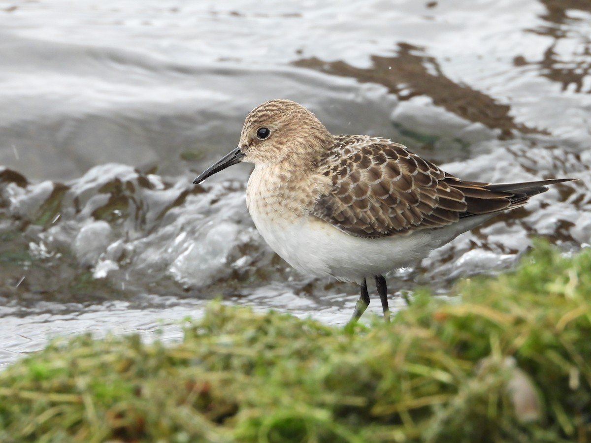 Bairdstrandläufer - ML641893040