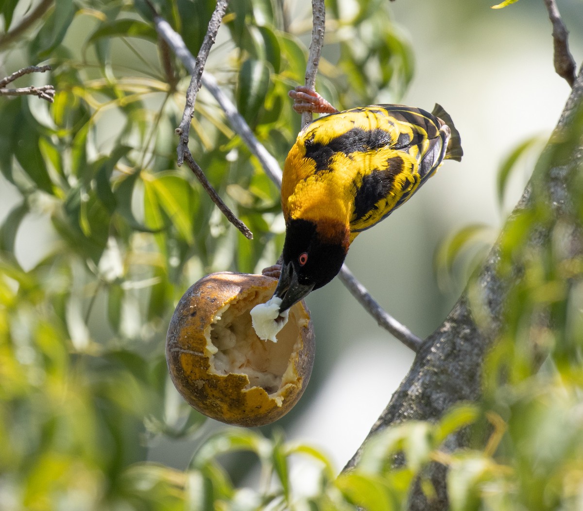 Village Weaver - ML641893043