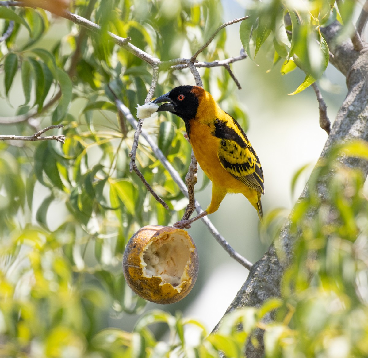 Village Weaver - ML641893044