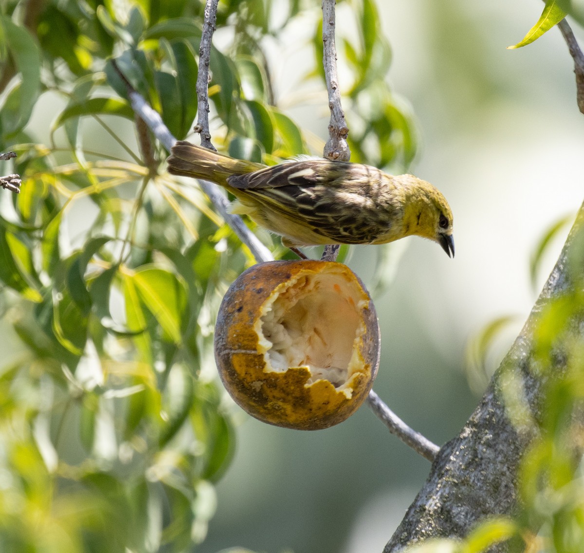 Little Weaver - ML641893061