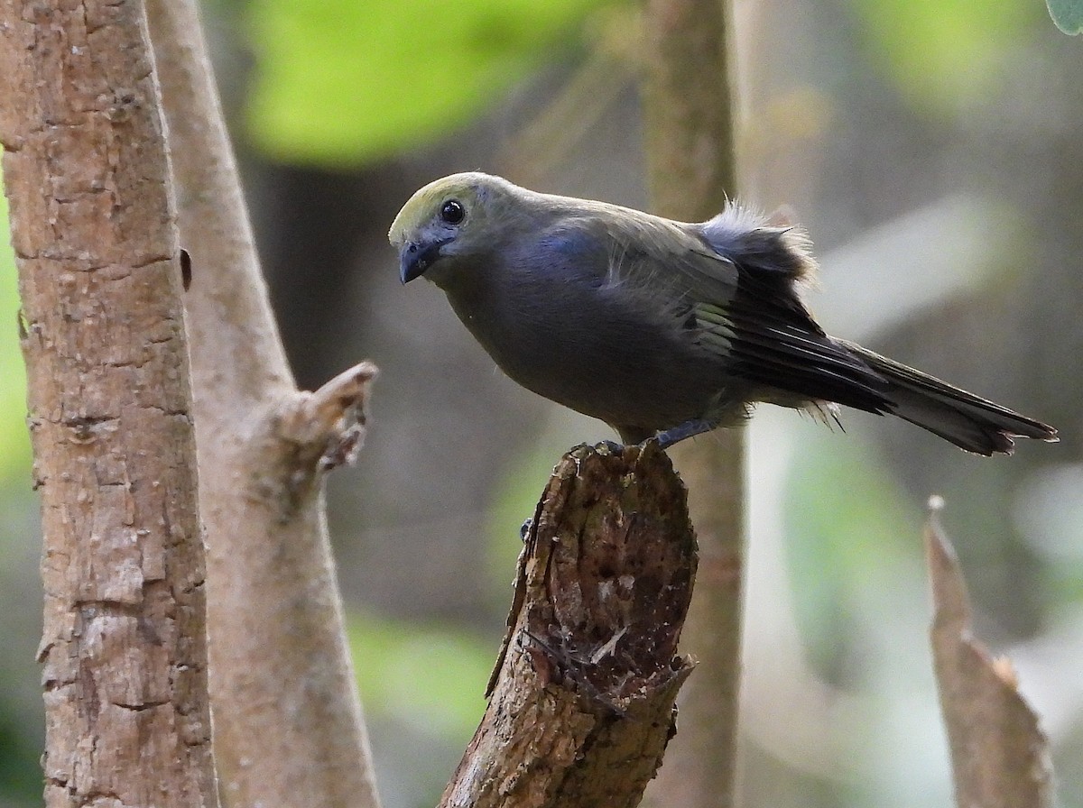 Palm Tanager - ML641893070