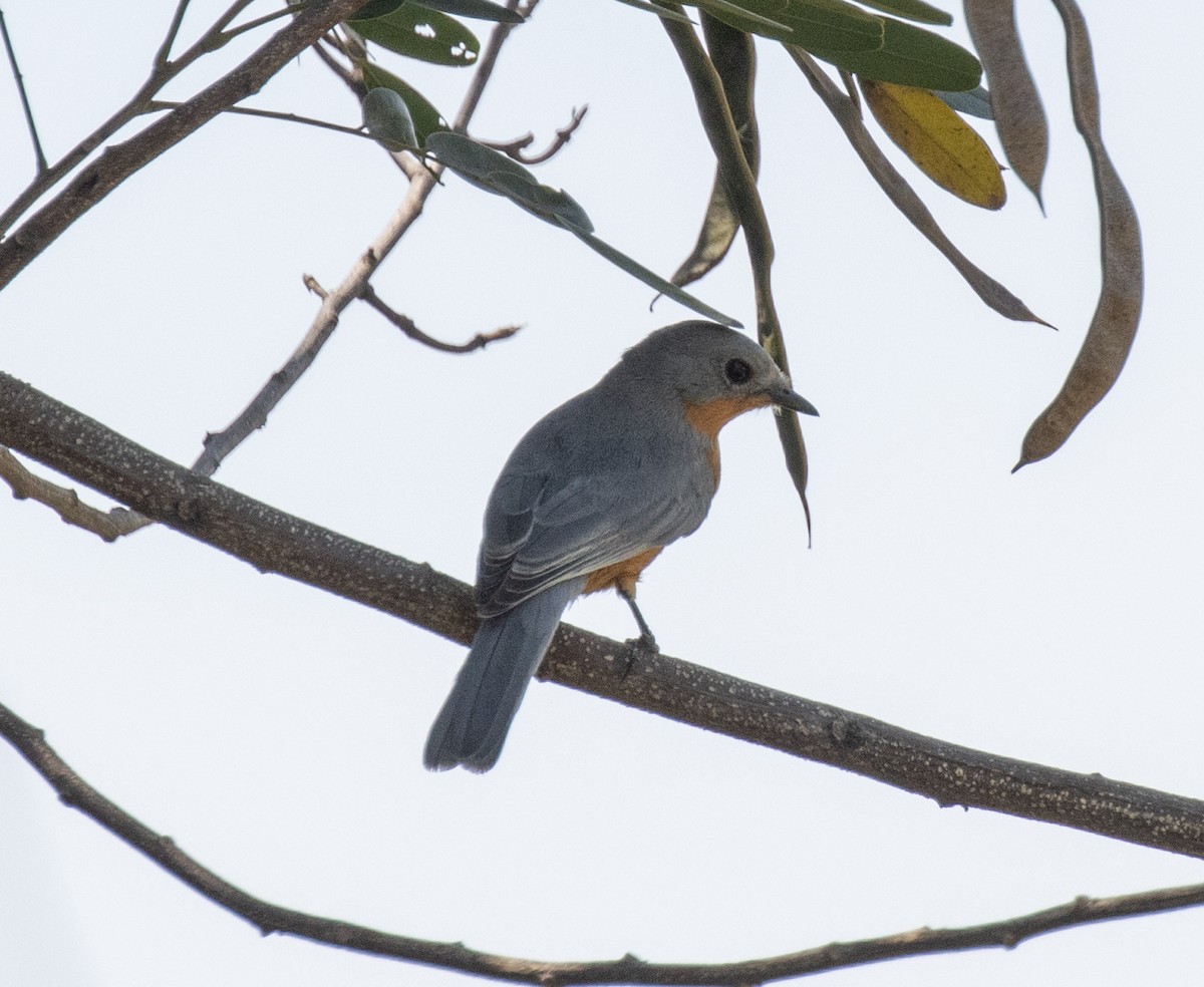 Silverbird - ML641893071