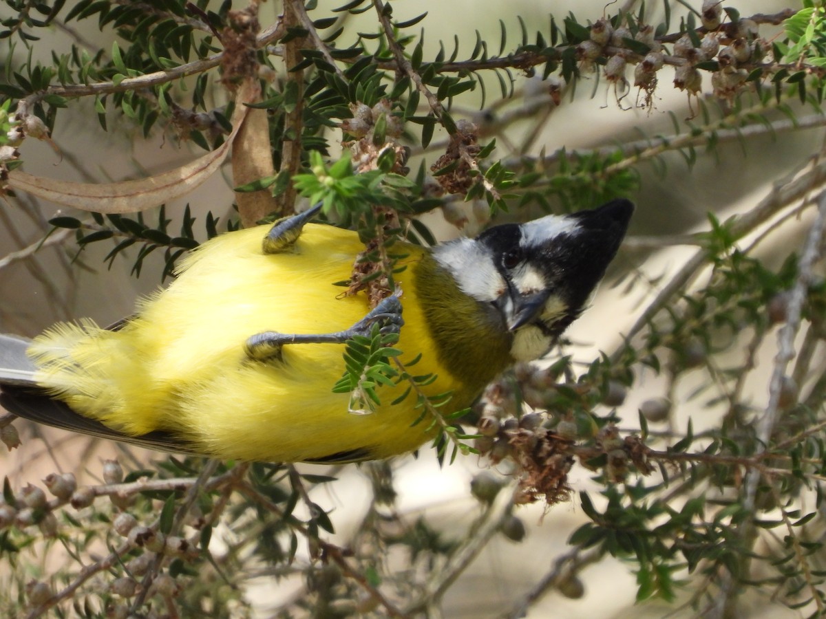 Eastern Shrike-tit - ML641893074