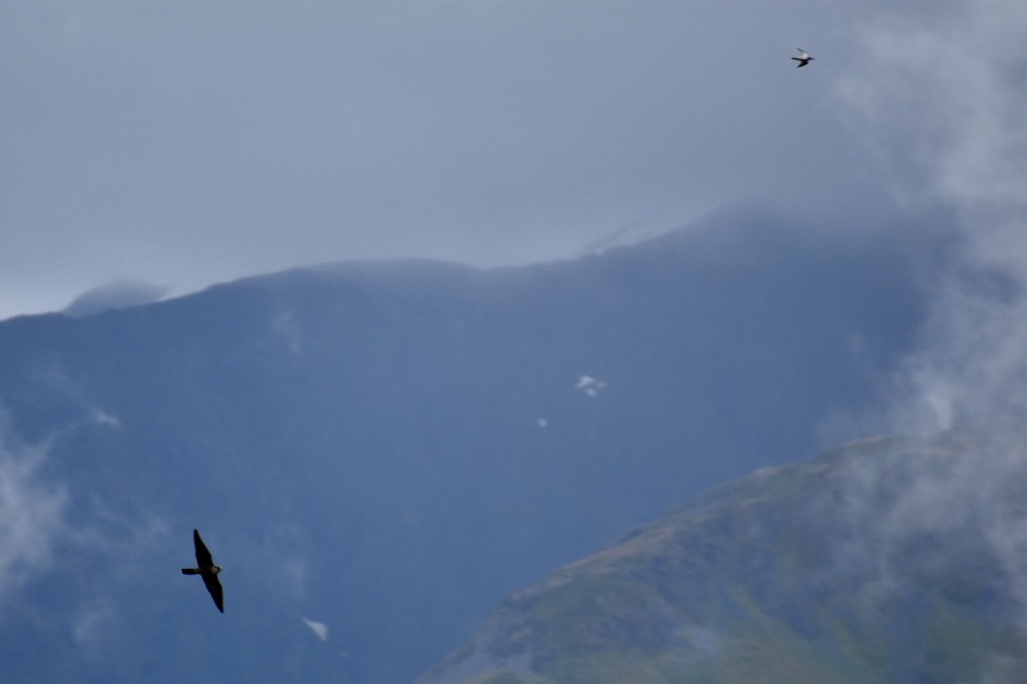 Peregrine Falcon - ML641893075