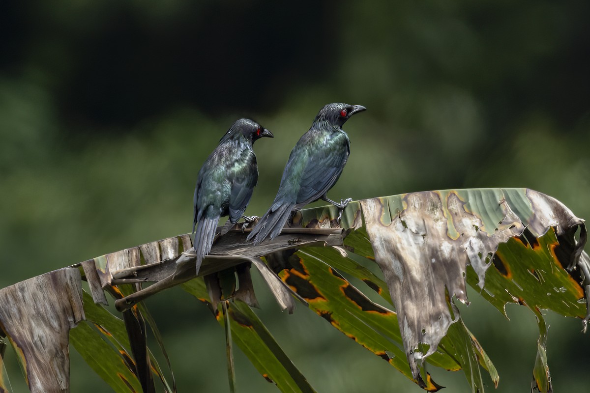 Metallic Starling (Metallic) - ML641893080