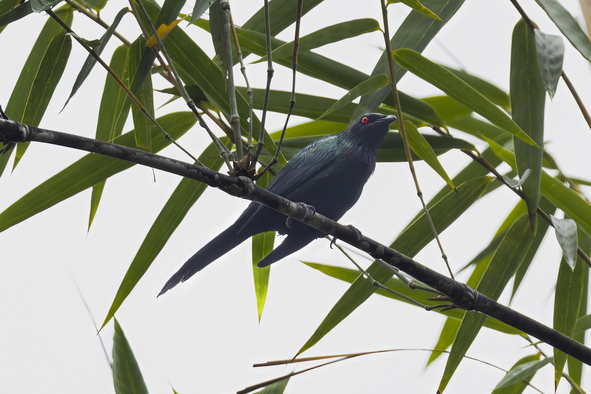 Metallic Starling (Metallic) - ML641893081