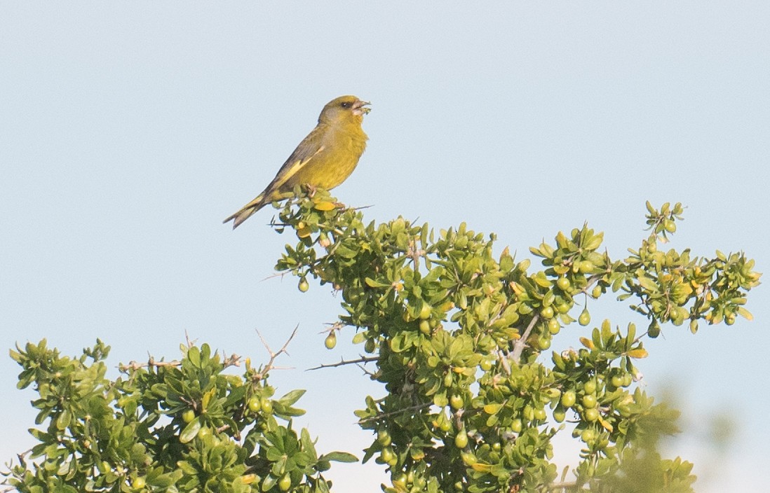 European Greenfinch - ML641893082