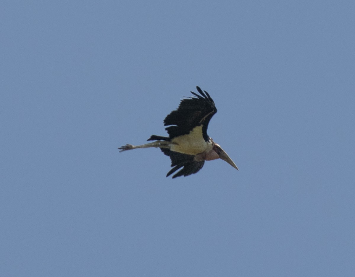 Marabou Stork - ML641893097