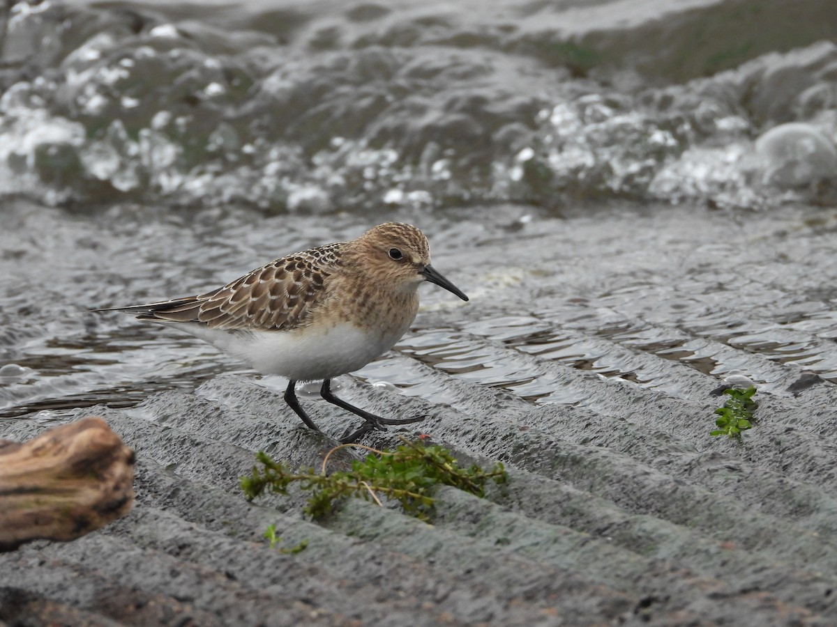 Bairdstrandläufer - ML641893098