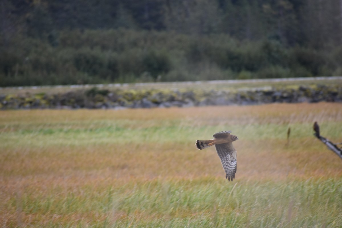 Northern Harrier - ML641893116