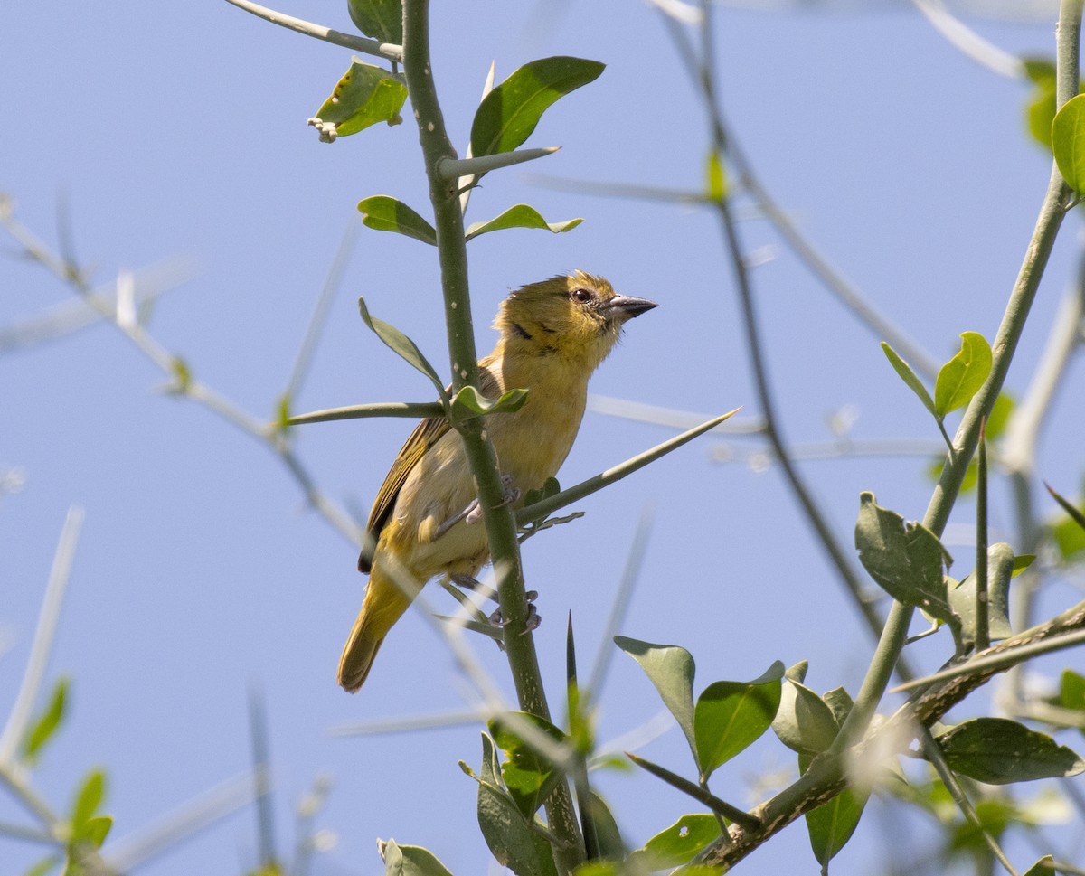Ploceus sp. - ML641893155