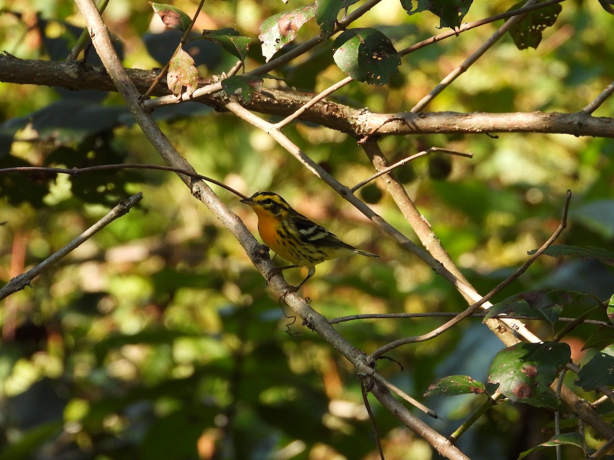Blackburnian Warbler - ML641893173