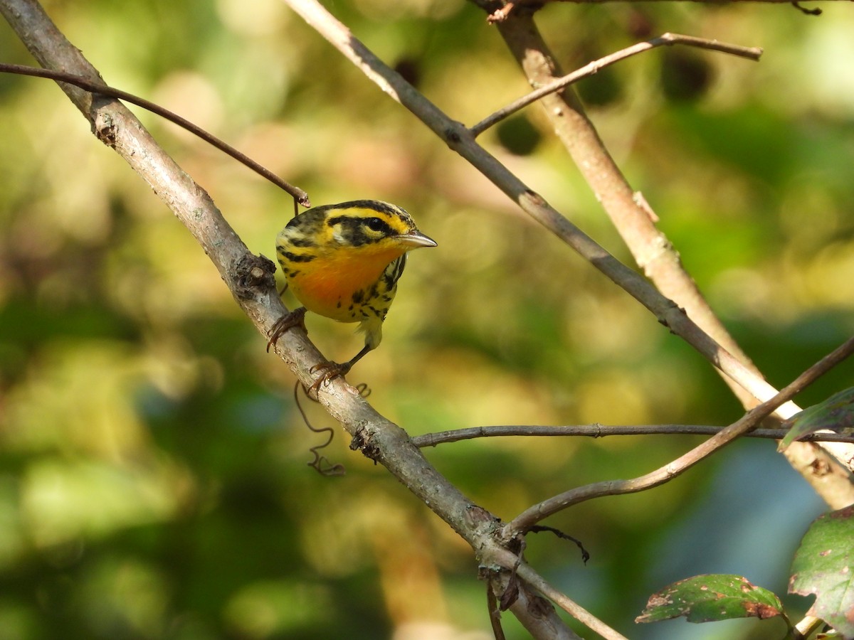 Blackburnian Warbler - ML641893174