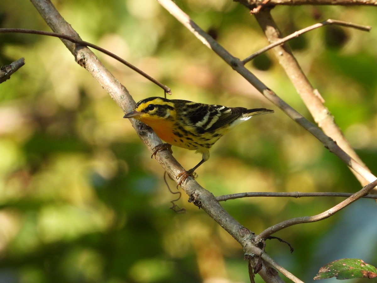 Blackburnian Warbler - ML641893175