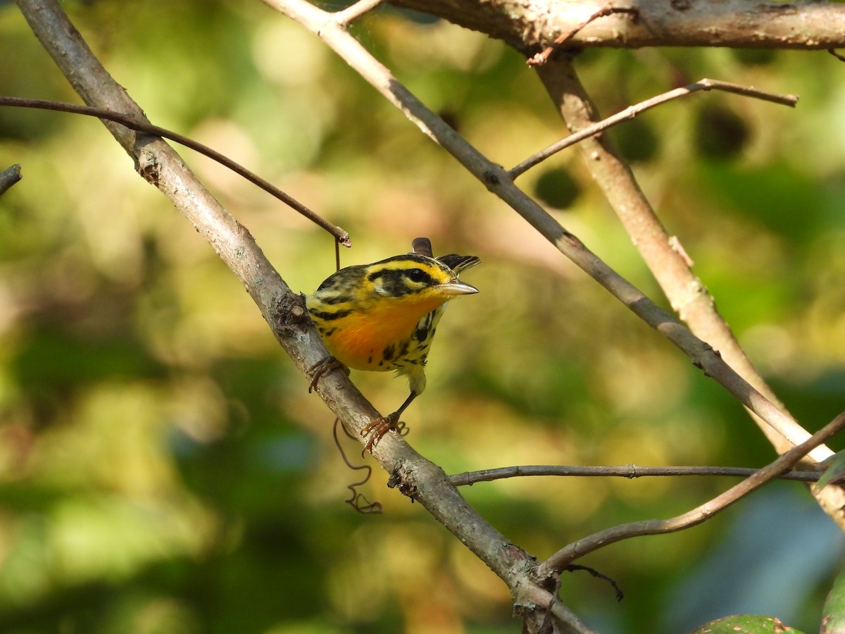 Blackburnian Warbler - ML641893176