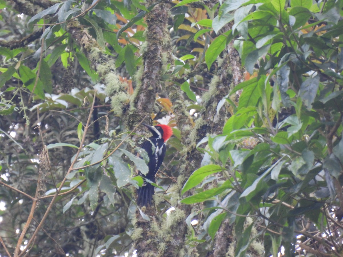 Powerful Woodpecker - ML641893178